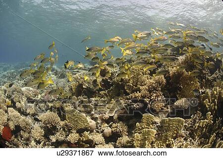 Stock Photo - Goat fish. Red Sea, Egypt.. Fotosearch