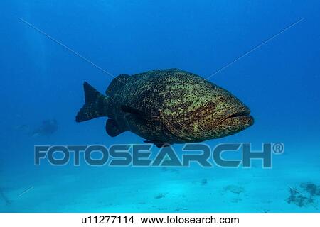 Picture - Goliath grouper, Epinephelus itajara, Molasses Reef, Key Largo, Florida, USA, Atlantic Ocean. Fotosearch