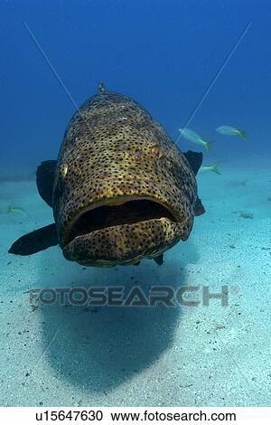Stock Image - Goliath grouper, Epinephelus itajara, Molasses Reef, Key Largo, Florida, USA, Atlantic Ocean. Fotosearch