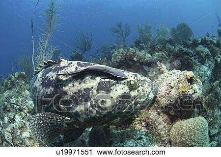 Goliath Grouper (Epinephelus itajara) swimming over coral reef with remora suckerfish on back, Little Cayman Island, Cayman Islands, Caribbean View Large Photo Image Stock Image - Goliath Grouper (Epinephelus itajara) swimming over coral reef with remora suckerfish on back, Little Cayman Island, Cayman Islands, Caribbean. Fotosearch