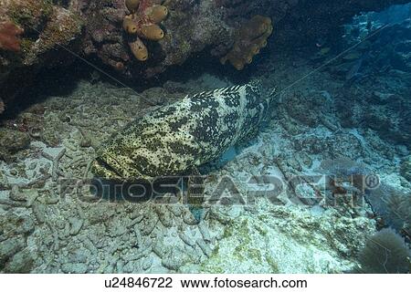 Goliath grouper, Epinephelus itajara, Molasses Reef, Key Largo, Florida, USA, Atlantic Ocean View Large Photo Image Stock Image - Goliath grouper, Epinephelus itajara, Molasses Reef, Key Largo, Florida, USA, Atlantic Ocean. Fotosearch