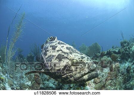 Stock Photograph - Goliath Grouper (Epinephelus itajara) swimming over coral reef towards camera, Little Cayman Island, Cayman Islands, Caribbean. Fotosearch