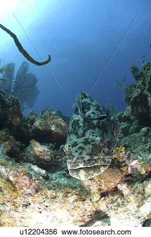 Stock Photograph - Goliath Grouper (Epinephelus itajara) swimming over coral reef towards camera, Little Cayman Island, Cayman Islands, Caribbean. Fotosearch