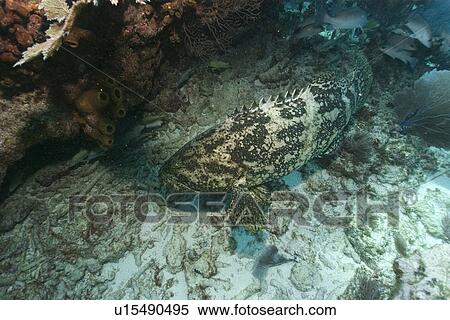 Stock Photography - Goliath grouper, Epinephelus itajara, Molasses Reef, Key Largo, Florida, USA, Atlantic Ocean. Fotosearch