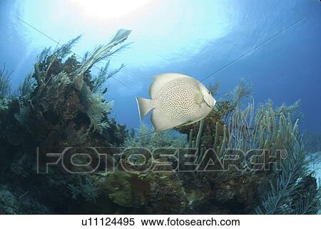 Grey Angelfish (Pomacanthus arcuatus), swimming over coral reef, Cayman Islands, Caribbean View Large Photo Image Stock Photography - Grey Angelfish (Pomacanthus arcuatus), swimming over coral reef, Cayman Islands, Caribbean. Fotosearch
