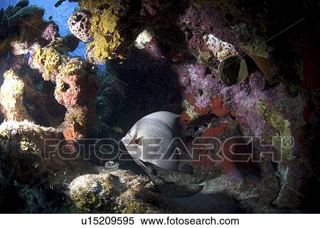 Grey Angelfish (Pomacanthus arcuatus), swimming under coral ledge, Cayman Islands, Caribbean View Large Photo Image Stock Photography - Grey Angelfish (Pomacanthus arcuatus), swimming under coral ledge, Cayman Islands, Caribbean. Fotosearch