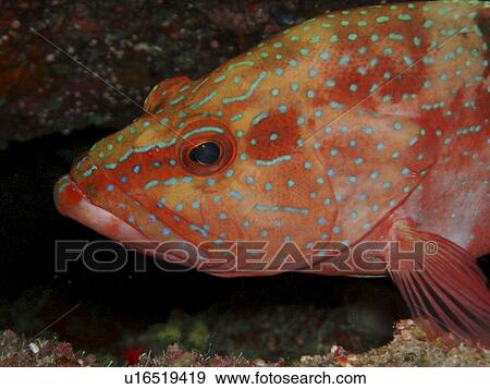 Grouper. Red Sea, Egypt. View Large Photo Image Stock Photo - Grouper. Red Sea, Egypt.. Fotosearch