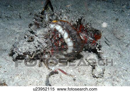 Stock Photography - Japanese Scorpionfish (Inimicus japonicus). very colourful with camouflage, Mabul, Borneo, Malaysia. Fotosearch
