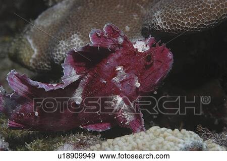 Leaf fish (Taenianotus triacanthus) purple/pink member of scorpionfish family showing much detail, Mabul, Borneo, Malaysia View Large Photo Image Stock Photo - Leaf fish (Taenianotus triacanthus) purple/pink member of scorpionfish family showing much detail, Mabul, Borneo, Malaysia. Fotosearch