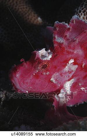 Stock Photography - Leaf fish (Taenianotus triacanthus) purple/pink member of scorpionfish family showing much detail, Mabul, Borneo, Malaysia. Fotosearch