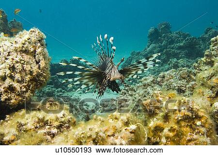 Stock Image - Lionfish Pterois volitans in Egyptian Red Sea. Taken June 2006. Fotosearch