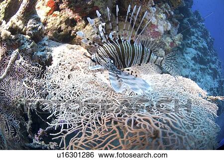 Lionfish (Pterois volitans), Lionfish resting on top of gorgonian sea fan, Red Sea, Egypt View Large Photo Image Stock Photograph - Lionfish (Pterois volitans), Lionfish resting on top of gorgonian sea fan, Red Sea, Egypt. Fotosearch