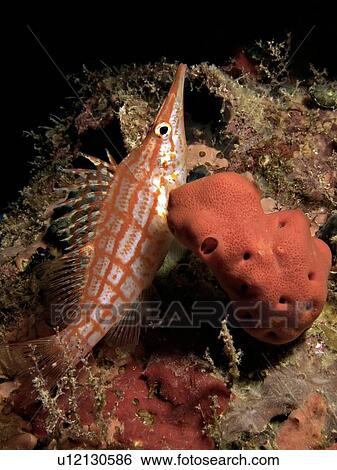 Stock Photograph - Longnose hawkfish (Oxycirrhites typus) on the Dunraven wreck, Beacon Rock. Dunraven, Beacon Rock, South Sinai, Red Sea, Egypt.. Fotosearch