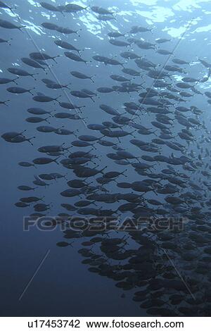 Lunar Fusiliers (Caesia lunaris) schooling in the blue. Brother Islands, Red Sea, Egypt. View Large Photo Image Stock Image - Lunar Fusiliers (Caesia lunaris) schooling in the blue. Brother Islands, Red Sea, Egypt. . Fotosearch