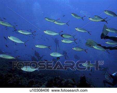 Stock Photograph - Lunar Fusiliers ( Caesio lunaris ) passing between divers. Hurghada, Egypt.. Fotosearch