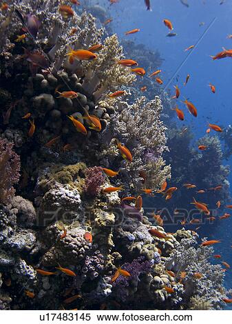 Stock Photography - Lyretail anthias (Pseudanthias squamipinnis). Thomas Reef, Red Sea; Egypt. Fotosearch