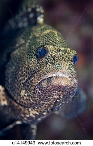 Stock Photo - Marbled Grouper (Epinephelus polyphekadion). Red Sea.. Fotosearch
