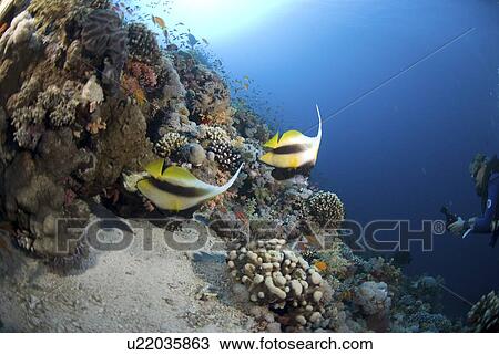 Red Sea Bannerfish (Heniochus intermedius), pair of fish swimming down coral reef with scuba diver in background Red Sea, Egypt View Large Photo Image Stock Image - Red Sea Bannerfish (Heniochus intermedius), pair of fish swimming down coral reef with scuba diver in background Red Sea, Egypt. Fotosearch