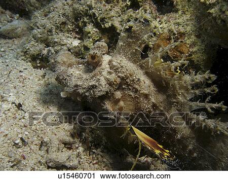 Stock Image - Red Sea personal music player (Inimicus filamentosus) walking on the sand. Dahab. Egypt. Fotosearch