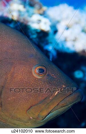 Redmouth Grouper (Aethaloperca rogaa). Red Sea. View Large Photo Image Stock Image - Redmouth Grouper (Aethaloperca rogaa). Red Sea.. Fotosearch