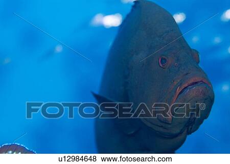 Redmouth Grouper (Aethaloperca rogaa). So named because of its bright red inside mouth. Red Sea. View Large Photo Image Stock Photo - Redmouth Grouper (Aethaloperca rogaa). So named because of its bright red inside mouth. Red Sea.. Fotosearch