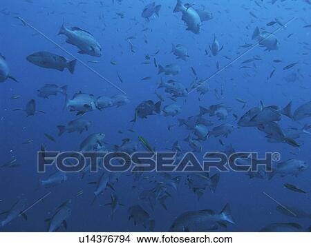 Picture - Schooling Red Snapper (Lutjanus bohar) at the wreck of the Thistlegorm, Red Sea. Fotosearch