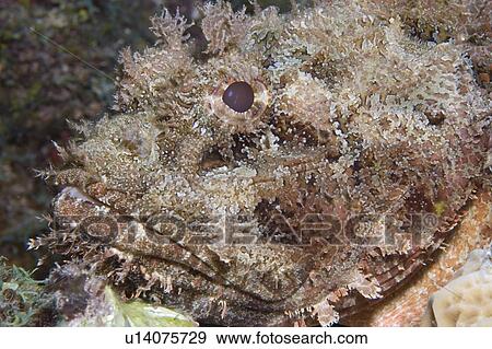 Scorpion fish. Caymans. View Large Photo Image Stock Photo - Scorpion fish. Caymans.. Fotosearch