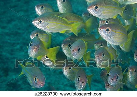 Stock Image - Shoal of snappers (Lutjanus lutjanus), Mozambique, 24-10-07. Fotosearch