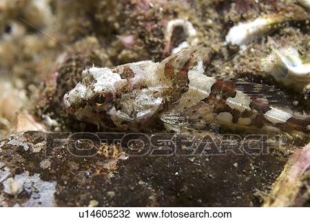 Stock Image - Short Spined Scorpeonfish (Myoxocephalus scorpius), camouflaged amidst small stones on seabed, St Abbs, Scotland, UK North Sea. Fotosearch