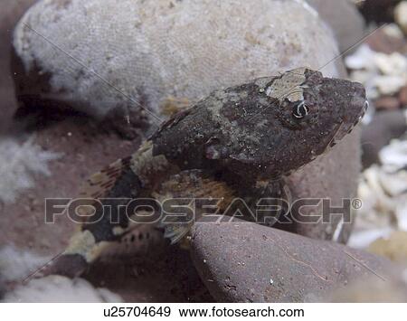 Stock Photo - Short Spined Scorpeonfish (Myoxocephalus) scorpius resting on rocks of the same colour as fish, St Abbs, Scotland, UK North Sea. Fotosearch
