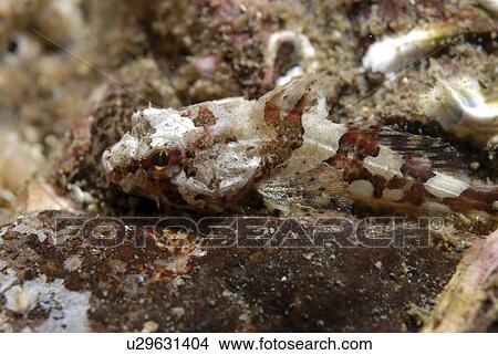 Short Spined Scorpionfish (Myoxocephalus scorpius), camouflaged amidst small stones on seabed, St Abbs, Scotland, UK North Sea View Large Photo Image Picture - Short Spined Scorpionfish (Myoxocephalus scorpius), camouflaged amidst small stones on seabed, St Abbs, Scotland, UK North Sea. Fotosearch