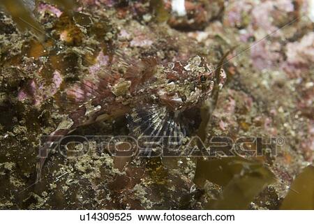 Stock Photography - Short Spined Scorpionfish (Myoxocephalus scorpius), camouflage coloration on seabed, St Abbs, Scotland, UK North Sea. Fotosearch