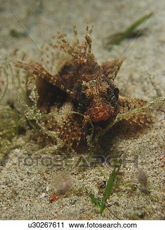 Shortfin dwarf lionfish ( dendrochirus brachypterus ) trying to hide in the shrt sea grass. Dahab, Egypt View Large Photo Image Stock Image - Shortfin dwarf lionfish ( dendrochirus brachypterus ) trying to hide in the shrt sea grass. Dahab, Egypt . Fotosearch