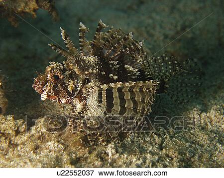 Shortfin dwarf lionfish (dendrochirus brachypterus) in full view. Sabang. Philippines. Taken 2007 View Large Photo Image Stock Photo - Shortfin dwarf lionfish (dendrochirus brachypterus) in full view. Sabang. Philippines. Taken 2007. Fotosearch