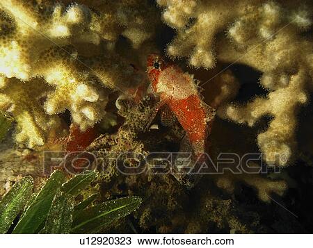 Stock Image - Shortfin Scorpionfish (Scorpaenodes parvipinnis) Hiding in the shadows. Cabilao Island. Philippines. Taken 2007. Fotosearch