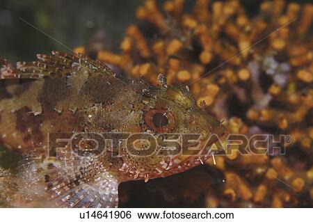 Small Rockfish (Scorpaena notata), orange & brown against orange coral background, Malta, Maltese Islands, Mediterranean View Large Photo Image Stock Photograph - Small Rockfish (Scorpaena notata), orange & brown against orange coral background, Malta, Maltese Islands, Mediterranean. Fotosearch