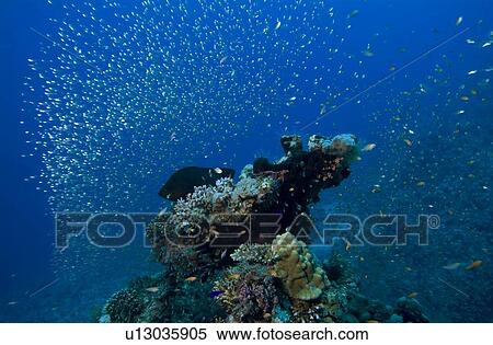 sometimes known as glassfish for their transparency, accumulating often around the same coral pinnacle or sometimes cave by day and dispersing to feed at night. Red Sea. View Large Photo Image Stock Photography - sometimes known as glassfish for their transparency, accumulating often around the same coral pinnacle or sometimes cave by day and dispersing to feed at night. Red Sea.. Fotosearch