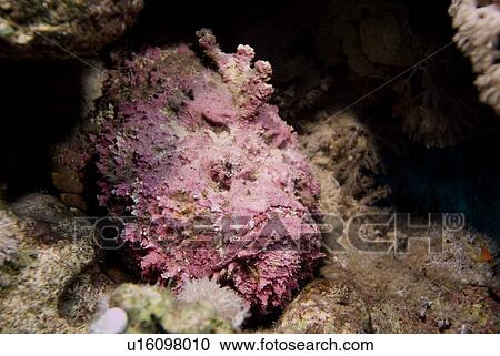 Stock Image -  Stonefish (Synaceia verrucosa) said to be the world's most venomous fish. Found in many colours according to habitat. Probably also the worlds most adaptable camouflage system for a fish. Red Sea.. Fotosearch