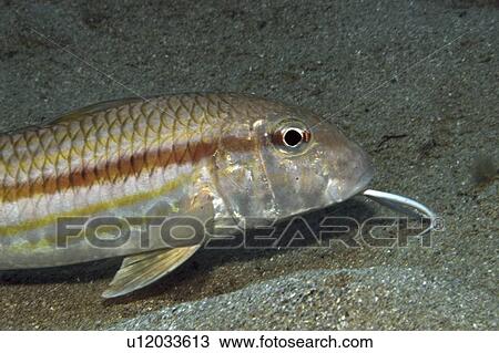 Stock Image - Striped Mullet (Mullus surmeletus), clearly showing barble under chin on sandy seabed, Gozo, Maltese Islands, Mediterranean. Fotosearch