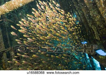 Stock Photo - Sweepers, glassfish, inside wreck of American yacht at Abu Galawa, Egyptian Red Sea. Fotosearch