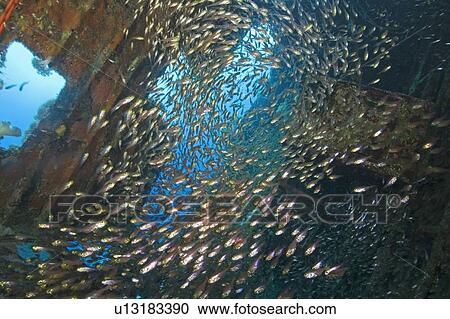 Sweepers, glassfish, wreck of American yacht at Abu Galawa, Egyptian Red Sea View Large Photo Image Stock Image - Sweepers, glassfish, wreck of American yacht at Abu Galawa, Egyptian Red Sea. Fotosearch