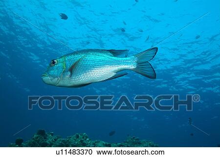 Stock Image - Twinspot Snapper (Lutjanus bohar). Red Sea.. Fotosearch