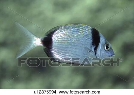 Two-banded bream. Spanish Mediterranean. View Large Photo Image Picture - Two-banded bream. Spanish Mediterranean.. Fotosearch
