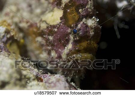 Stock Photo - White Finger frogfish (Antennarius nummifer), cleverly camouflaged coloration, Red Sea, Egypt. Fotosearch