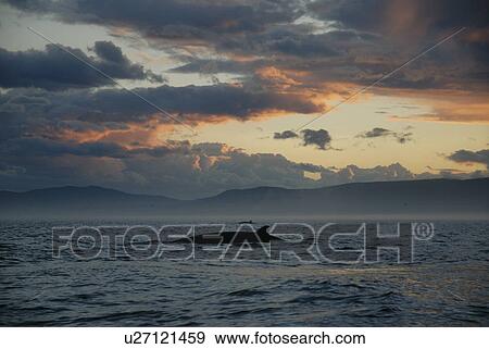Stock Photo - A beautiful and powerful cloud formation above the surfacing Minke whales (Balaenoptera acutorostrata). St. Lawrence estuary, Canada. Fotosearch
