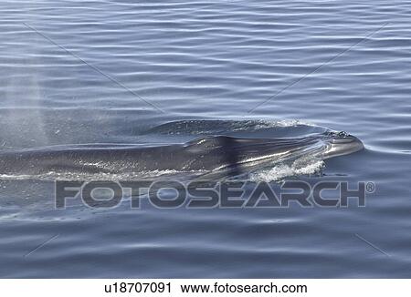 Stock Image - A Brydes whale (Balaenoptear edeni) with blow. Gulf of California. (rr). Fotosearch