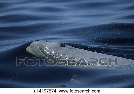 A surfacing beluga whale (Delphinapterus leucas). Note the open blowhole, eye, distinctive lips, and pronounced forehed. St. Lawrence estuary, Canada Sequence 3/3. View Large Photo Image Picture - A surfacing beluga whale (Delphinapterus leucas). Note the open blowhole, eye, distinctive lips, and pronounced forehed. St. Lawrence estuary, Canada Sequence 3/3.. Fotosearch