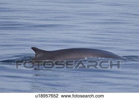 Stock Image - Adult fin whale (Balaenoptera physalus) surfacing in the calm waters off Isla San Esteban in the midriff region of the Gulf of California (Sea of Cortez), Baja California, Mexico. There are an estimated 400 resident fin whales residing in the Gulf of Cali. Fotosearch