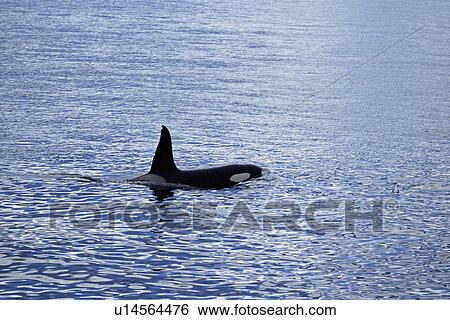 Stock Photograph - Adult male Killer whale (Orcinus orca). Olafsvik, Iceland.. Fotosearch