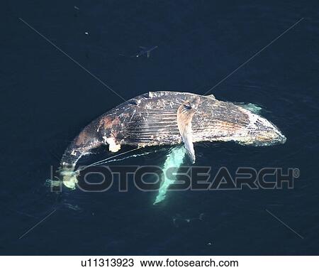 Aerial of dead Humpback whale (Megaptera novaeangliae) caught in fishing line. Gulf of Maine, USA. (rr) View Large Photo Image Stock Image - Aerial of dead Humpback whale (Megaptera novaeangliae) caught in fishing line. Gulf of Maine, USA. (rr). Fotosearch